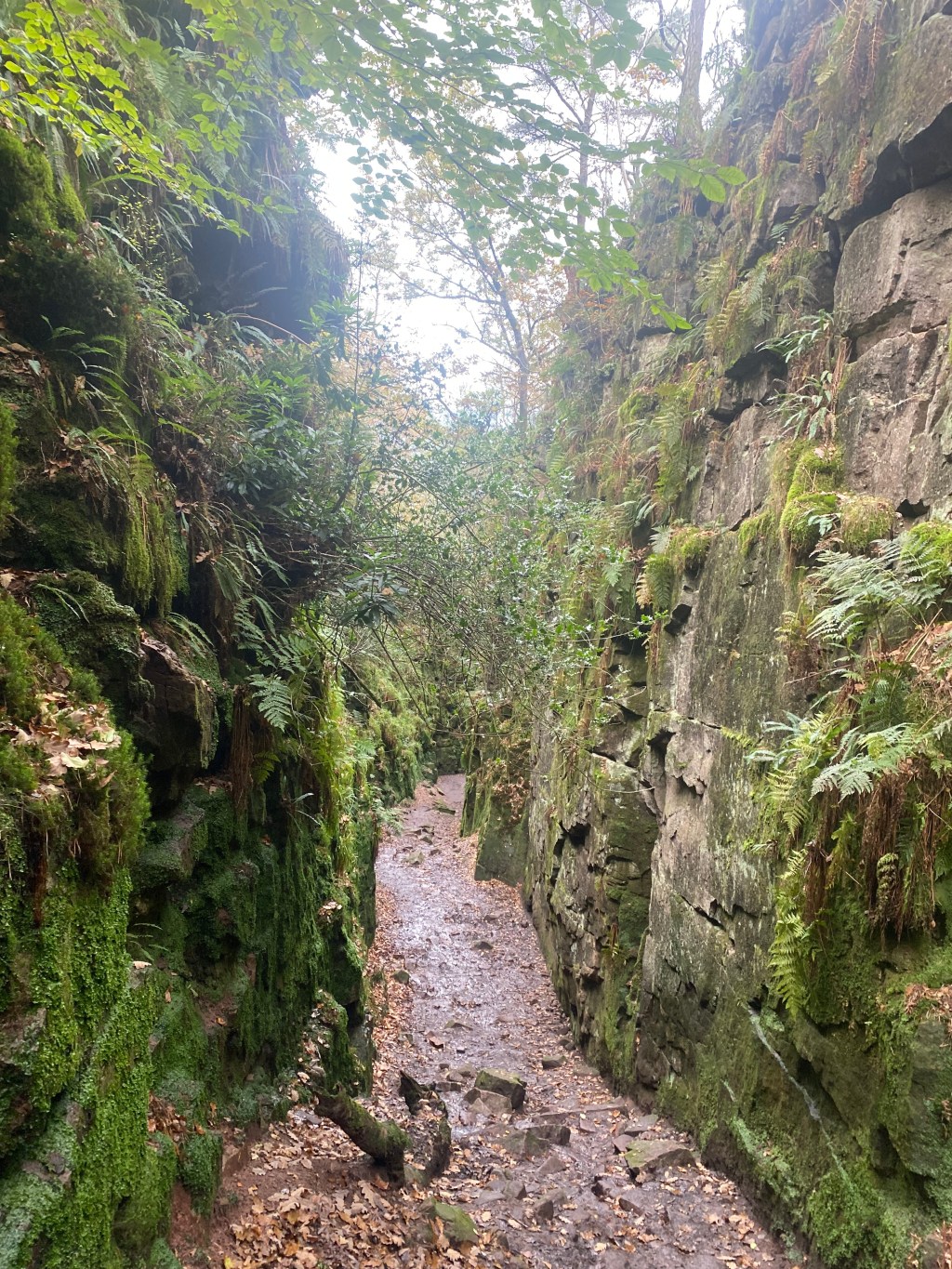 From Gladiators to Livestreams: Why We Watch Others&nbsp;Suffer